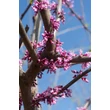 Kép 7/8 - Cercis siliquastrum – Közönséges júdásfa