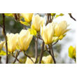 Magnolia  brooklynensis 'Elisabeth' - Sárga virágú liliomfa