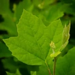 Kép 2/6 - Platanus acerifolia (syn.: Platanus hispanica) - Platán