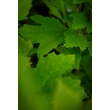 Kép 4/6 - Platanus acerifolia (syn.: Platanus hispanica) - Platán