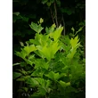 Kép 3/6 - Platanus acerifolia (syn.: Platanus hispanica) - Platán