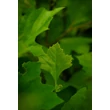 Kép 6/6 - Platanus acerifolia (syn.: Platanus hispanica) - Platán