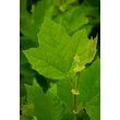 Kép 5/6 - Platanus acerifolia (syn.: Platanus hispanica) - Platán