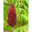 Kép 2/3 - Rhus typhyna 'Dissecta' - Szeldelt levelű ecetfa