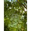 Kép 2/4 - Robinia pseudoacacia 'Umbraculifera' - Gömbakác - képek rendelés vásárlás a Megyeri Szabolcs Kertészeti webáruházban.