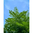 Kép 3/4 - Robinia pseudoacacia 'Umbraculifera' - Gömbakác - képek rendelés vásárlás a Megyeri Szabolcs Kertészeti webáruházban.