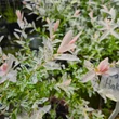Kép 3/7 - Salix integra 'Hakuro-Nishiki' – Fehér-rózsaszín tarka levelű japán fűz