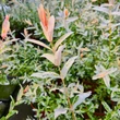 Kép 4/7 - Salix integra 'Hakuro-Nishiki' – Fehér-rózsaszín tarka levelű japán fűz