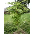 Kép 2/2 - Aralia elata – Mandzsu arália