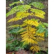 Kép 1/2 - Aralia elata – Mandzsu arália