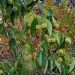 Kép 2/2 - Camptotheca acuminata