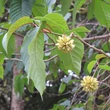 Kép 1/2 - Camptotheca acuminata