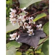 Kép 2/2 - Catalpa erubescens 'Purpurea' - Piros levelű szivarfa