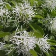 Kép 2/2 - Chimonantus retusus – Kínai hópehelyfa