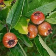 Kép 2/2 - Crataemespilus x grandiflora