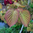 Kép 2/2 - Davidia involucrata 'Crimson Spring' – Galambfa (Zsebkendőfa)
