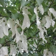 Kép 1/2 - Davidia involucrata 'Crimson Spring' – Galambfa (Zsebkendőfa)