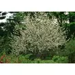 Kép 4/6 - Halesia carolina – Hóvirágfa