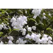 Kép 2/6 - Halesia carolina – Hóvirágfa