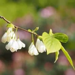 Kép 1/5 - Halesia monticola (syn.: Halesia carolina var. monticola, Halesia tetraptera var. monticola) – Hegyi hóvirágfa, nagytermésű hóvirágfa
