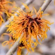 Kép 3/6 - Hamamelis intermedia 'Aphrodite' – Varázsmogyoró (narancssárga)