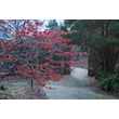 Kép 2/6 - Hamamelis intermedia 'Diane' – Varázsmogyoró (piros)