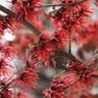 Kép 1/6 - Hamamelis intermedia 'Diane' – Varázsmogyoró (piros)