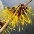 Kép 1/6 - Hamamelis intermedia 'Pallida' – Varázsmogyoró (sárga)
