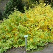 Kép 2/2 - Hamamelis vernalis 'Lombart's Weeping' – Varázsdió, varázsmogyoró