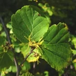 Kép 2/3 - Hamamelis virginiana – Nagylevelű csodamogyoró levelei