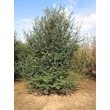 Kép 2/2 - Nothofagus antarctica