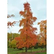 Kép 2/2 - Nyssa sylvatica