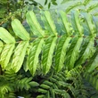 Kép 2/4 - Pterocarya fraxinifolia – Kaukázusi szárnyasdió