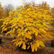 Kép 4/4 - Pterocarya fraxinifolia – Kaukázusi szárnyasdió