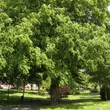 Kép 3/4 - Pterocarya fraxinifolia – Kaukázusi szárnyasdió