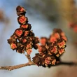 Kép 2/3 - Sycoparrotia semidecidua