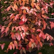 Kép 3/3 - Sycoparrotia semidecidua