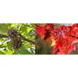 Kép 2/2 - Liquidambar styraciflua  'Golden Sun' - Ámbrafa