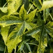 Kép 1/4 - Liquidambar styraciflua 'Aurea' – Arany ámbrafa
