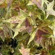 Kép 4/4 - Liquidambar styraciflua 'Aurea' – Arany ámbrafa