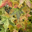 Kép 2/4 - Liquidambar styraciflua 'Aurea' – Arany ámbrafa