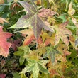 Kép 3/4 - Liquidambar styraciflua 'Aurea' – Arany ámbrafa