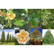 Kép 2/2 - Liriodendron tulipifera - Tulipánfa