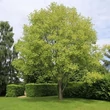 Kép 3/3 - Liriodendron tulipifera 'Glen Gold' – Tulipánfa