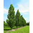 Kép 1/4 - Liriodendron tulipifera 'Fastigiata' -  Oszlopos tulipánfa