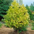 Kép 1/3 - Liriodendron tulipifera 'Glen Gold' – Tulipánfa