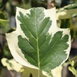 Kép 2/2 - Liriodendron tulipifera 'Snowbird' – Tulipánfa