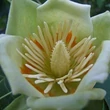 Kép 1/2 - Liriodendron tulipifera 'Snowbird' – Tulipánfa