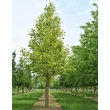 Kép 1/2 - Liriodendron tulipifera 'Aureomarginatum' - Sárga tarka levelű tulipánfa