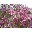 Kép 2/4 - Magnolia 'Susan' – Nagyvirágú liliomfa